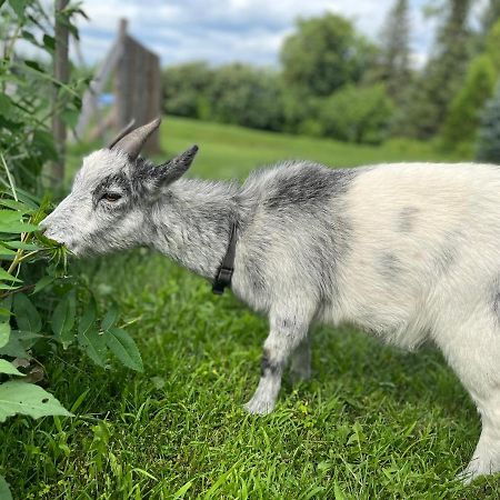 Gite - La Ruee Vers L'Orge Trois-Rivières Eksteriør billede
