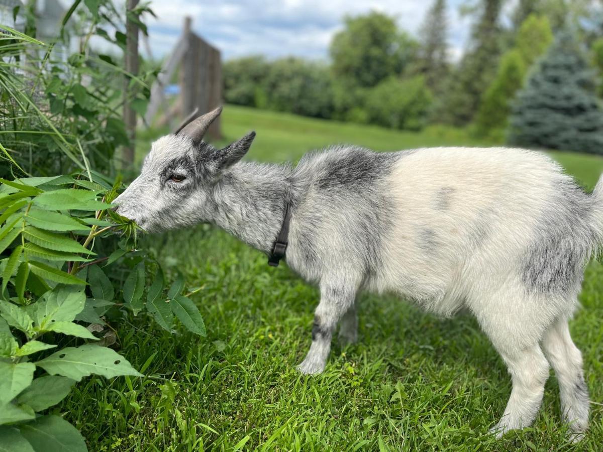 Gite - La Ruee Vers L'Orge Trois-Rivières Eksteriør billede